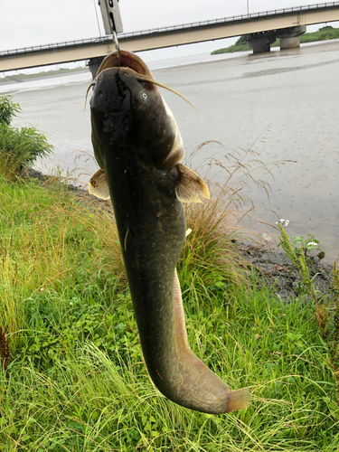 ナマズの釣果