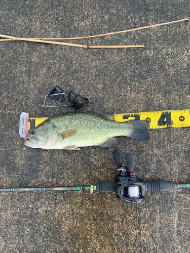 ラージマウスバスの釣果