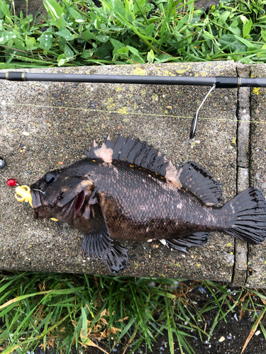 オウゴンムラソイの釣果