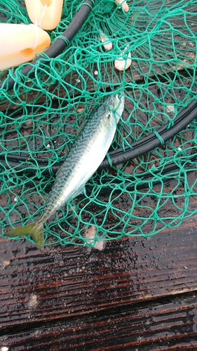 マサバの釣果