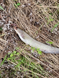 ニホンナマズの釣果