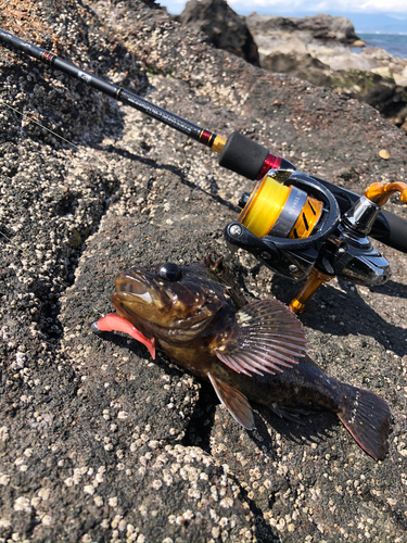 ムラソイの釣果