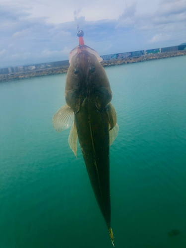 コチの釣果