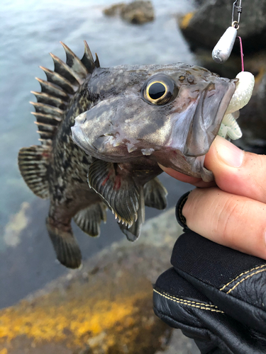 クロソイの釣果