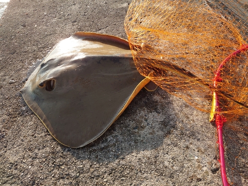 アカエイの釣果