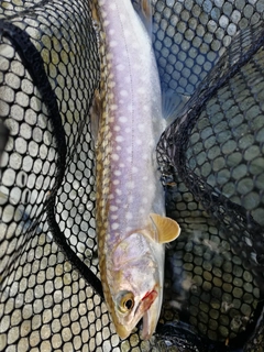 イワナの釣果