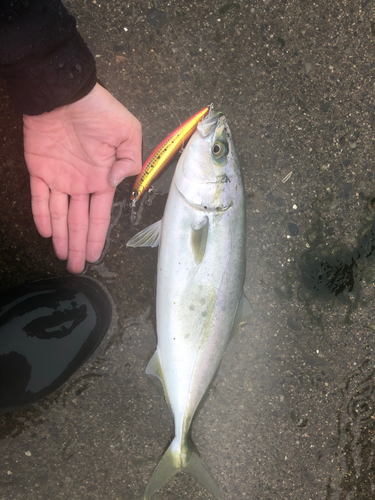 イナダの釣果