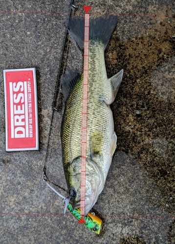 ブラックバスの釣果