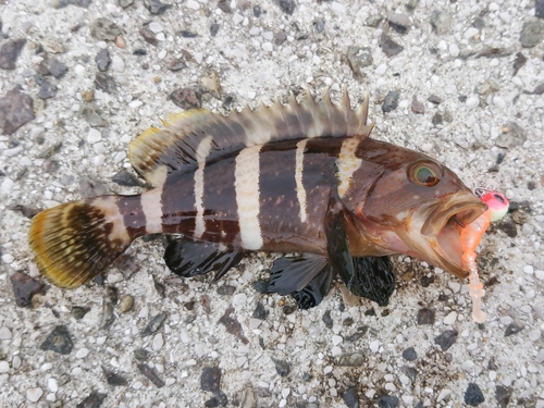 アオハタの釣果