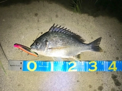 キビレの釣果