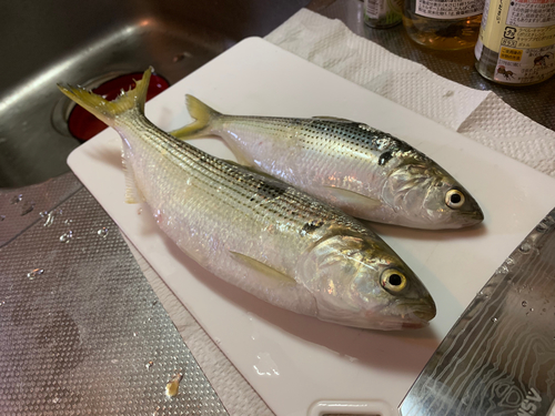 コノシロの釣果