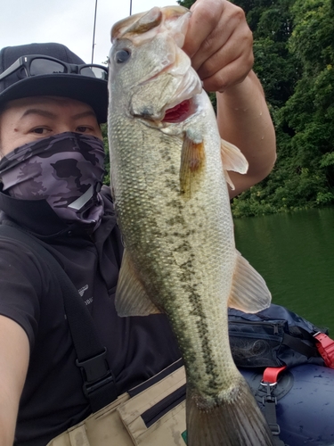 ブラックバスの釣果