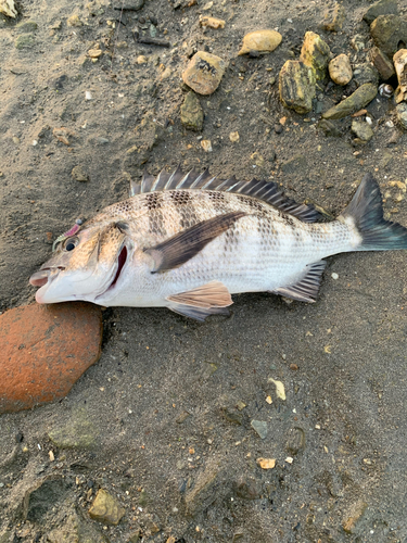 チヌの釣果