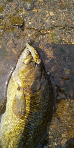 スモールマウスバスの釣果