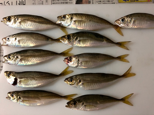 アジの釣果