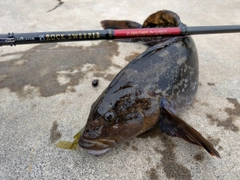 アイナメの釣果