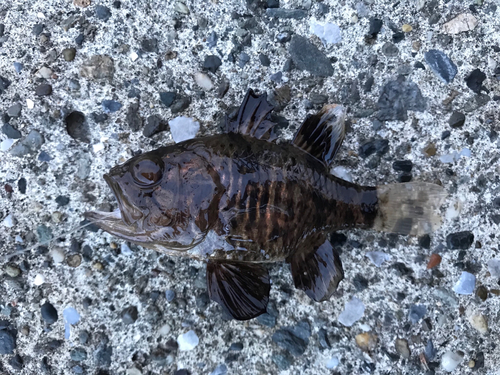 クロイシモチの釣果