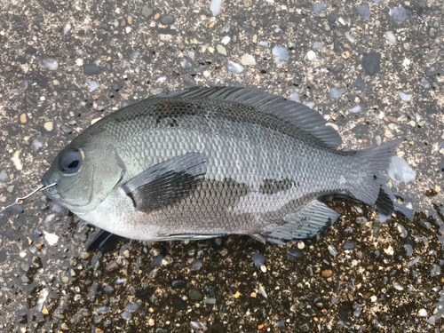 メジナの釣果