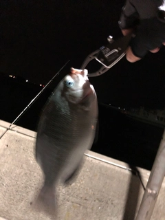 グレの釣果