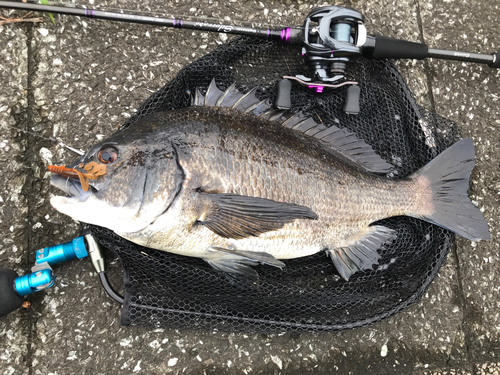 クロダイの釣果