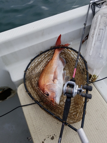 マダイの釣果