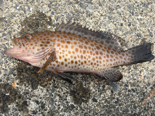 オオモンハタの釣果