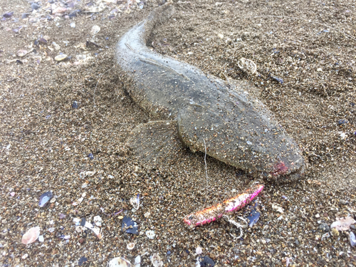 マゴチの釣果