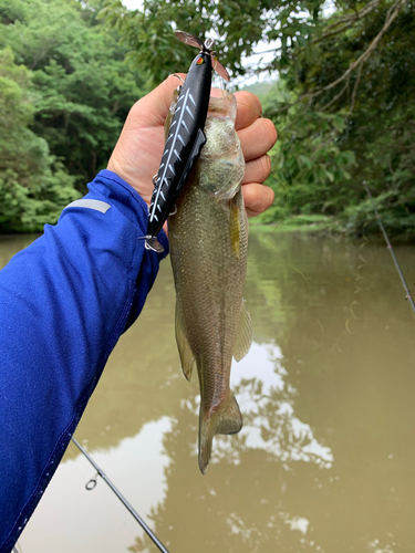 ラージマウスバスの釣果