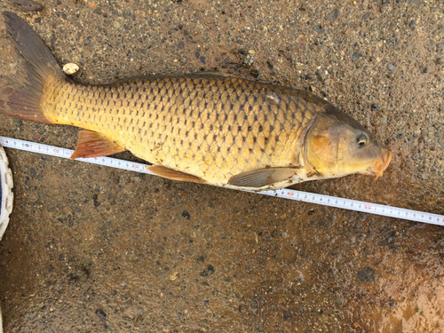 ウグイの釣果