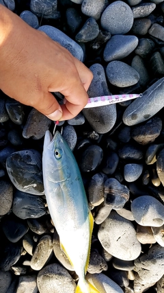 ワカナゴの釣果