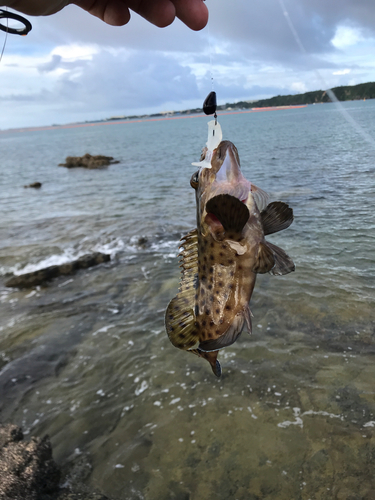 ヒレグロハタの釣果