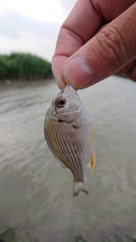 キビレの釣果