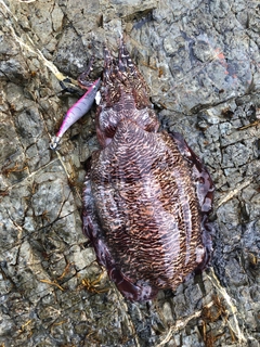 イカの釣果