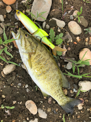 スモールマウスバスの釣果