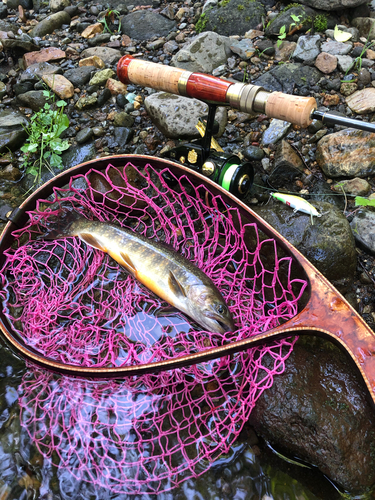 イワナの釣果