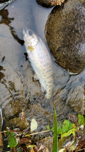 ヤマメの釣果