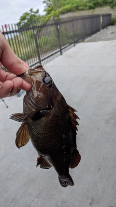 エゾメバルの釣果