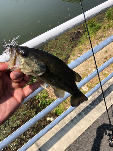 ラージマウスバスの釣果