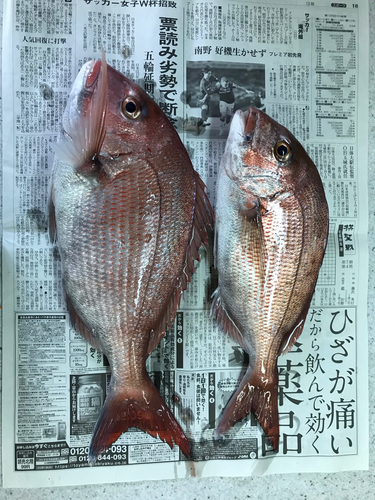 マダイの釣果