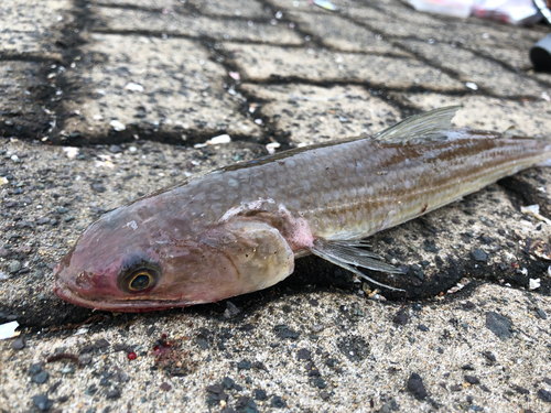 エソの釣果