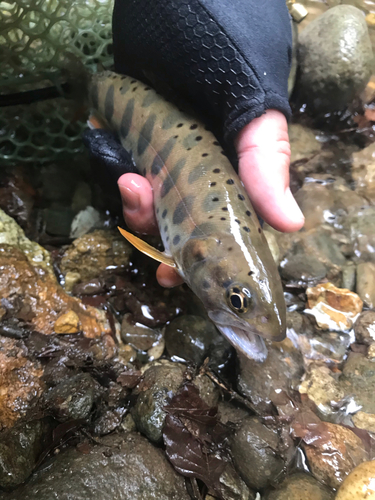 ヤマメの釣果