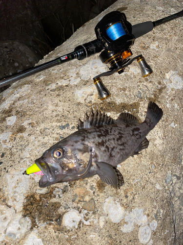 クロソイの釣果