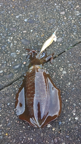 アオリイカの釣果