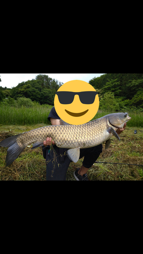 ソウギョの釣果