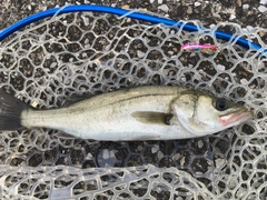 フッコ（マルスズキ）の釣果