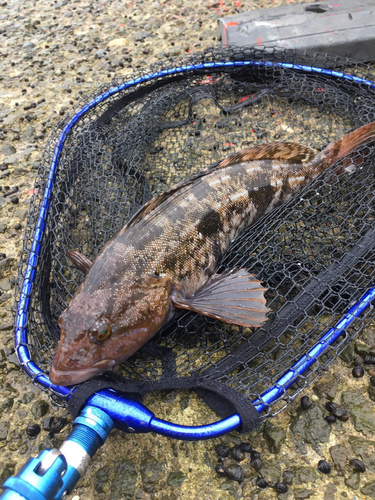 アイナメの釣果