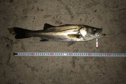 シーバスの釣果