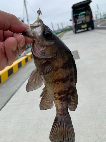 メバルの釣果