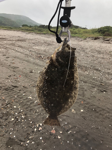 ヒラメの釣果