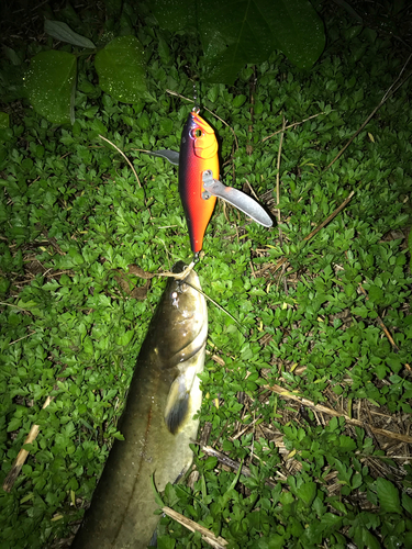 ナマズの釣果